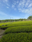 Matcha 20-g-Muster