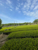 1 kg First Flush Ceremonial-Grade Matcha-Pulver KGM-335