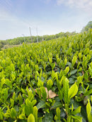 1 kg First Flush Ceremonial-Grade Matcha-Pulver KGM-335
