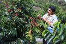 Fjord Coffee Roasters - Peru, Flores De Luya - Espresso - Additional Image